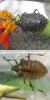 Halyomorpha halys